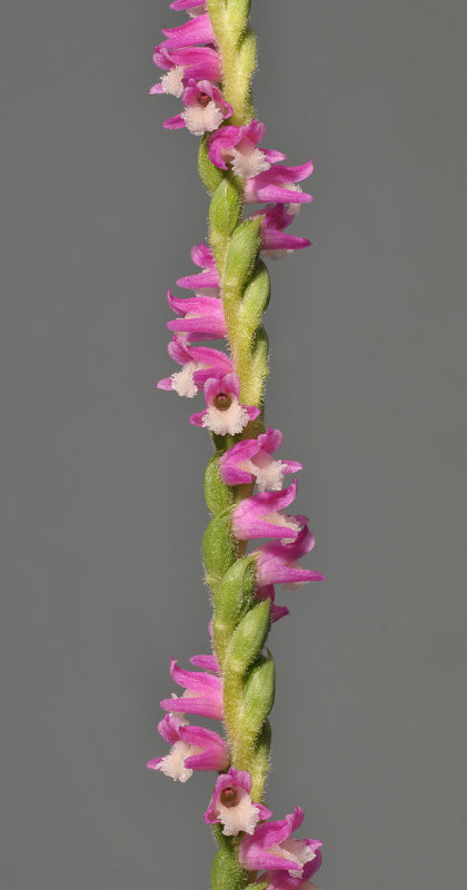 Spiranthes sinensis. Japanese form.