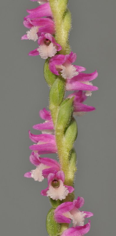 Spiranthes sinensis. Japanese form. Close-up.