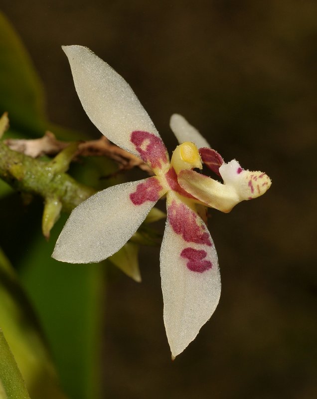 Pteroceras spec. Close-up.