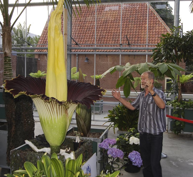 Amorphophallus titanum with Art Vogel explaining.