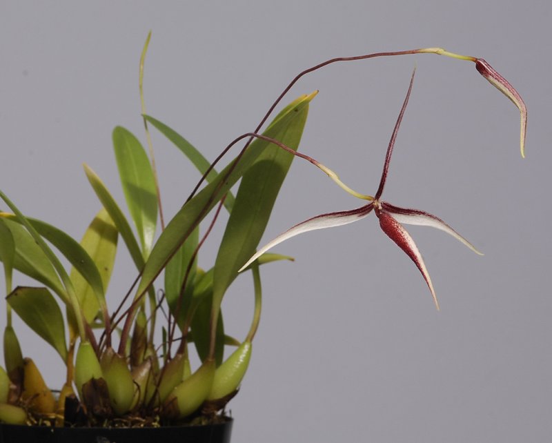 Bulbophyllum nitidum.
