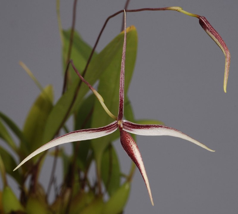 Bulbophyllum nitidum. Closer.