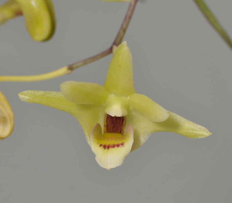 Dendrobium catenatum. Close-up.