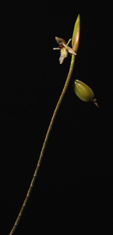 Geesinkorchis breviunguiculata. spike.