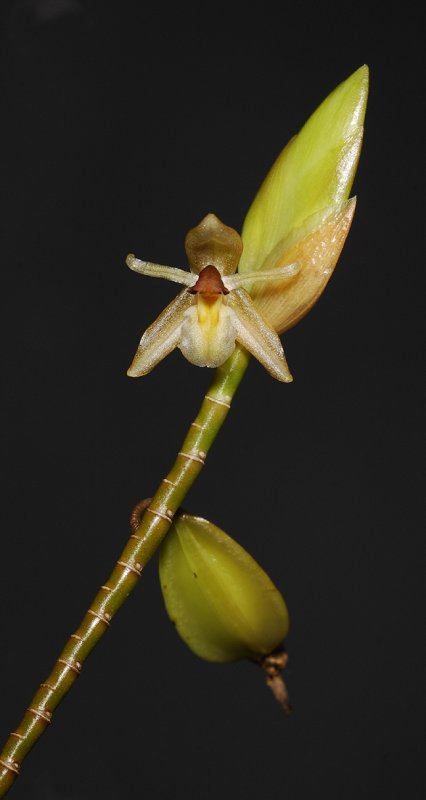 Geesinkorchis breviunguiculata.