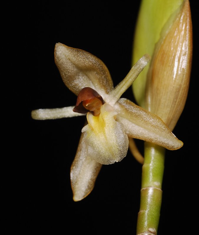 Geesinkorchis breviunguiculata. Close-up.