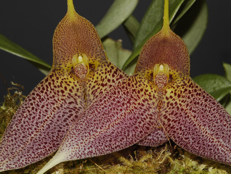 Masdevallia decumana. Close-up.
