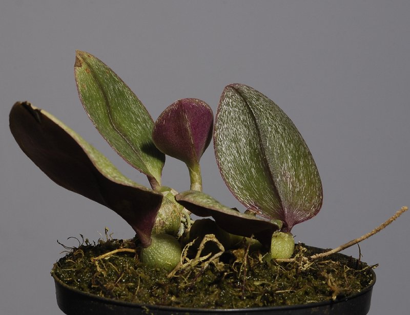 Bulbophyllum dischorense