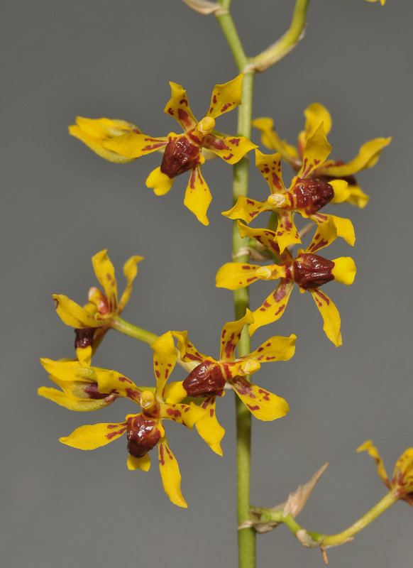 Oncidium tsubotae