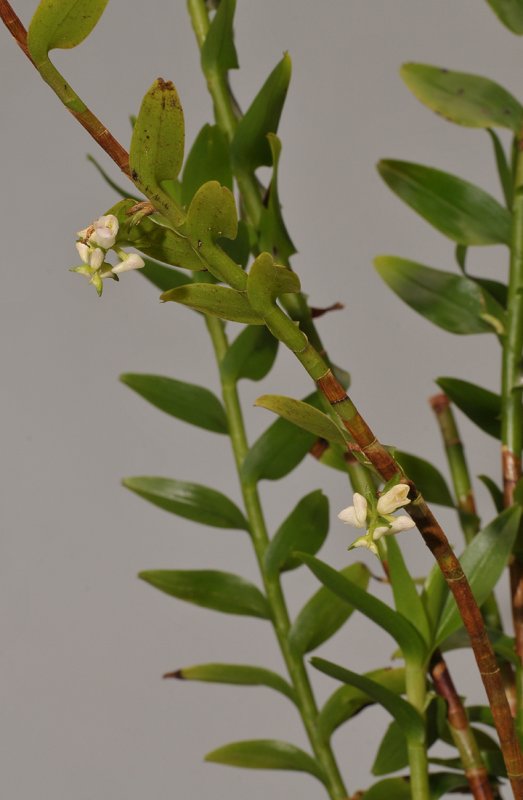 Appendicula cornuta