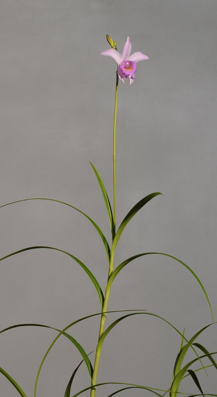 Arundina caespitosa.