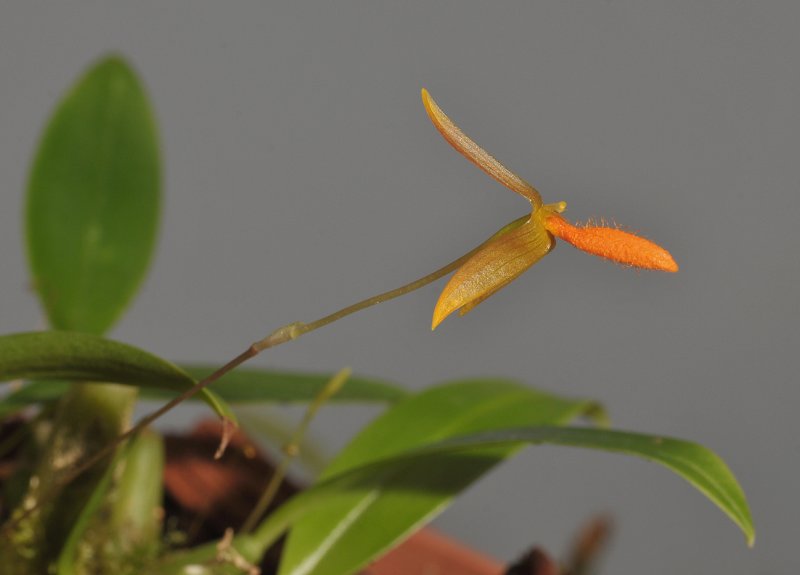 Bulbophyllum pyroglossum. Closer.