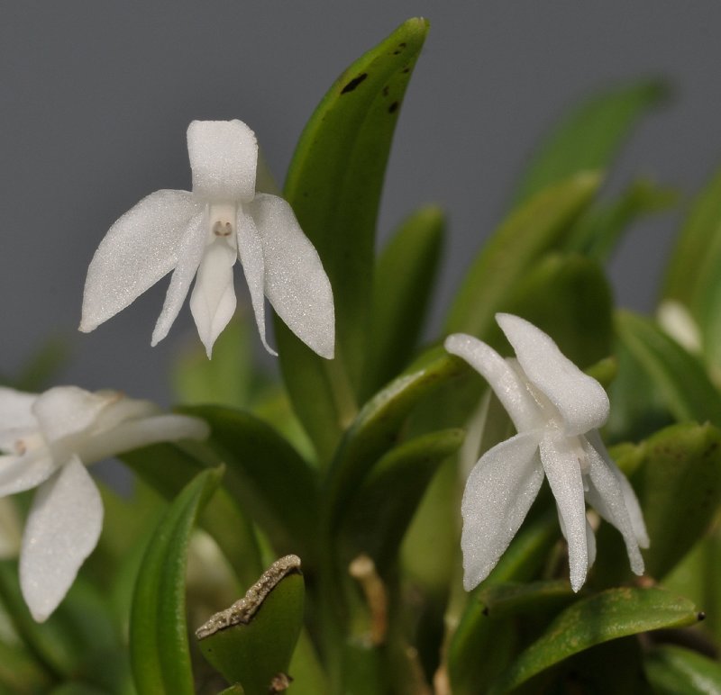 Dendrobium subretusum. Closer.