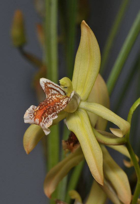 Coelogyne asperata. Closer.