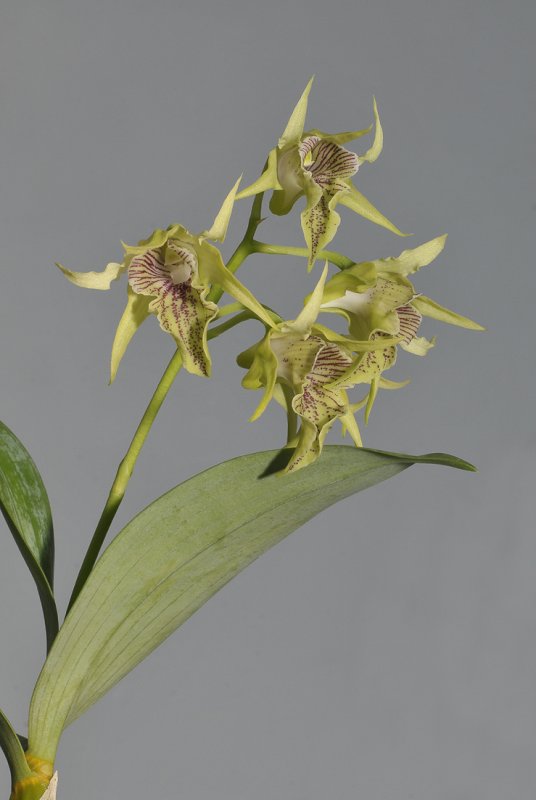 Dendrobium hodgkinsonii. Closer.