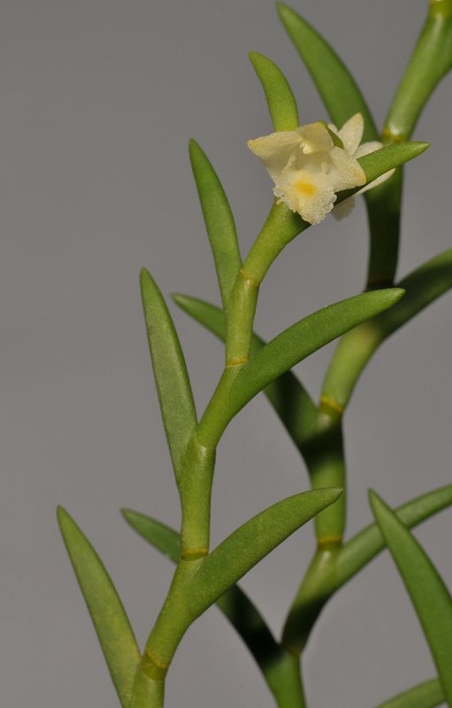Dendrobium subulatum