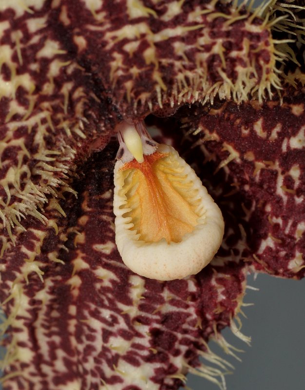 Dracula chimaera. Close-up.