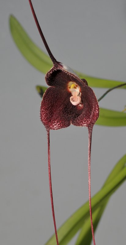 Dracula pholeodytes.