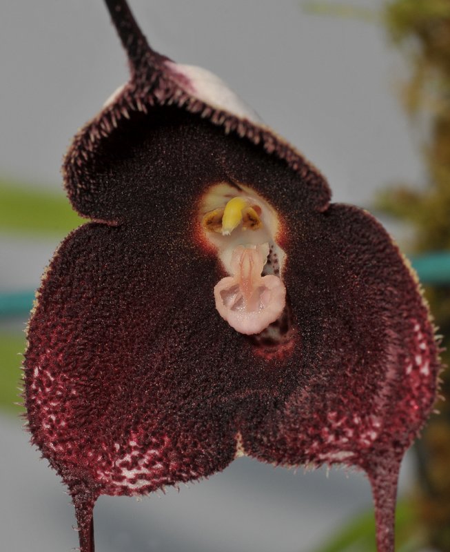 Dracula pholeodytes. Closer.