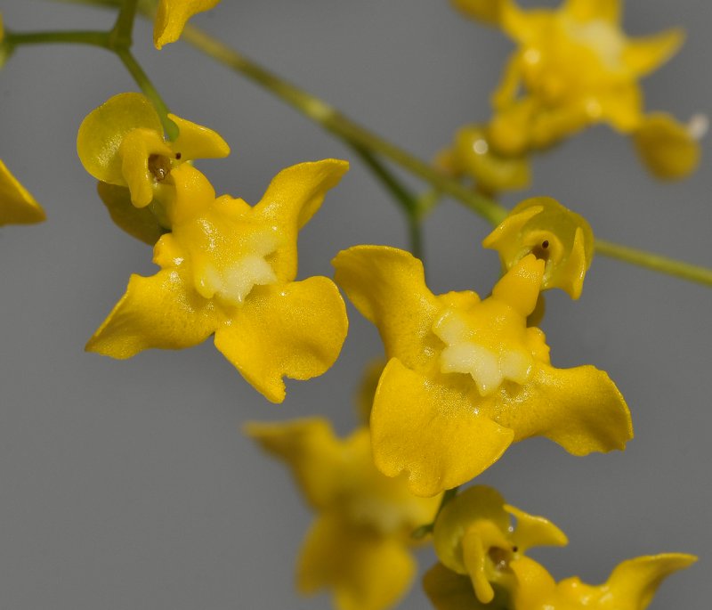 Oncidium cheirophorum. Close-up.