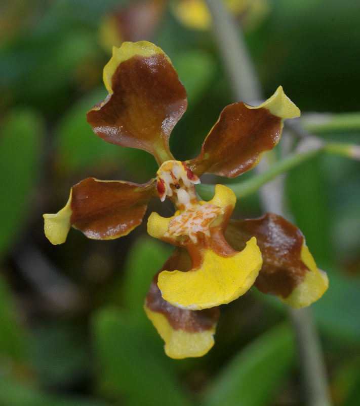 Oncidium planilabre.