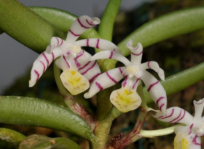 Trichoglottis pusilla. Closer.