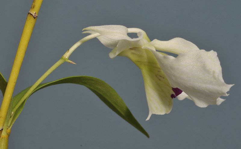 Dendrobium rhodostictum. Close-up side.