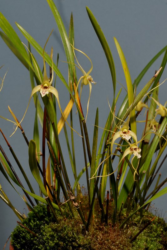 Dendrobium textile.