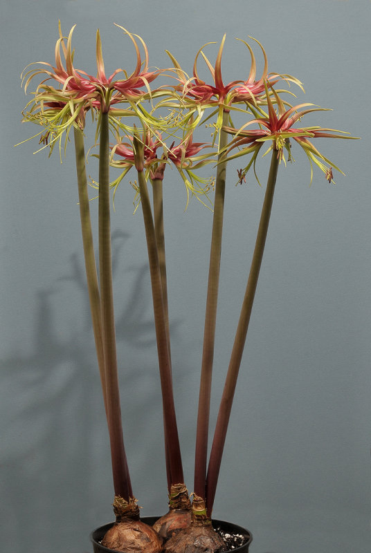 Hippeastrum cybister. Chico.