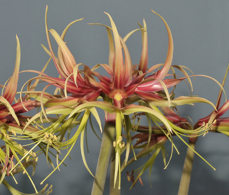 Hippeastrum cybister. Chico. Closer.