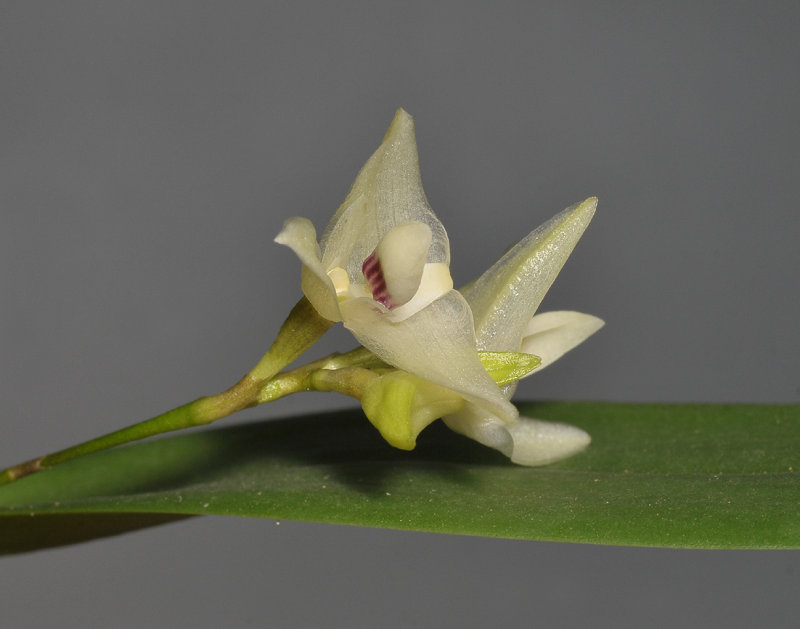 Bulbophyllum aemulum. Closer.