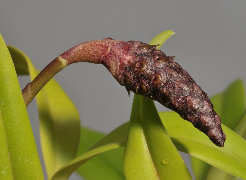 Bulbophyllum coriophorum. Closer.