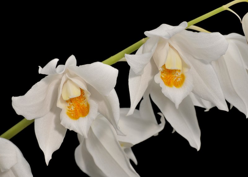Coelogyne mooreana. Closer.