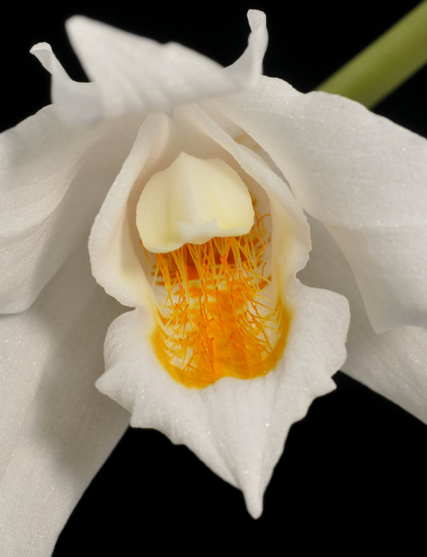 Coelogyne mooreana. Close-up.