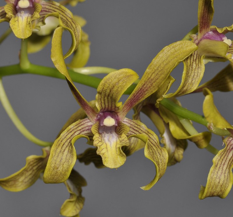 Dendrobium sylvanum. Close-up.