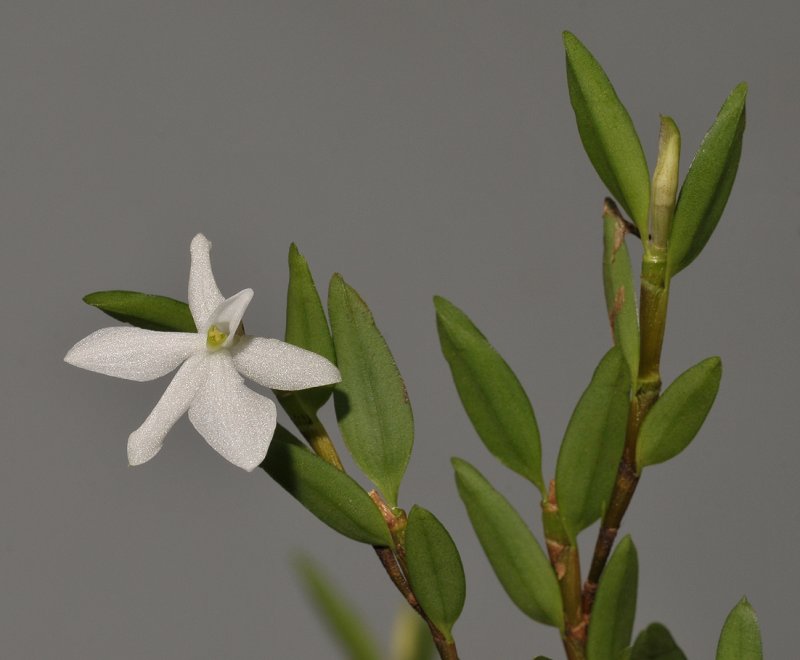 Glomera compressa.