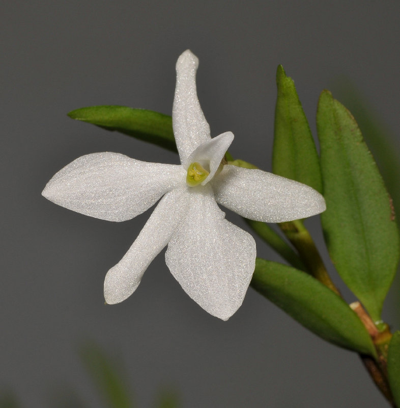 Glomera compressa. Close-up.