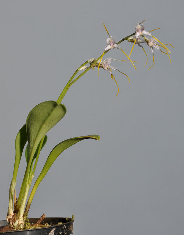 Masdevallia polysticta.