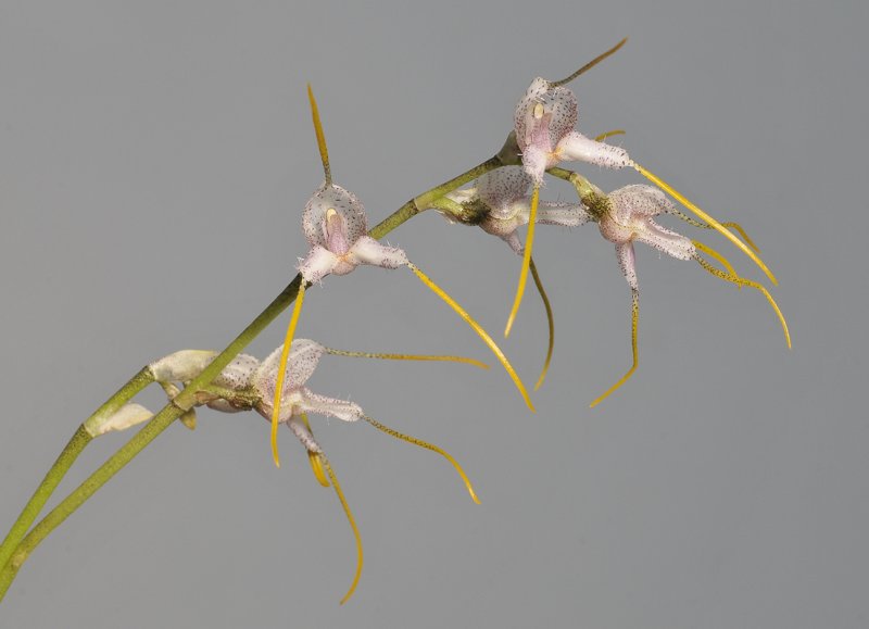 Masdevallia polysticta. Closer.