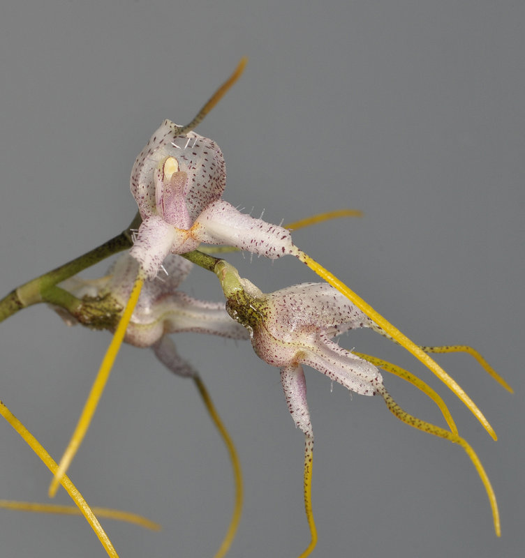 Masdevallia polysticta. Close-up.