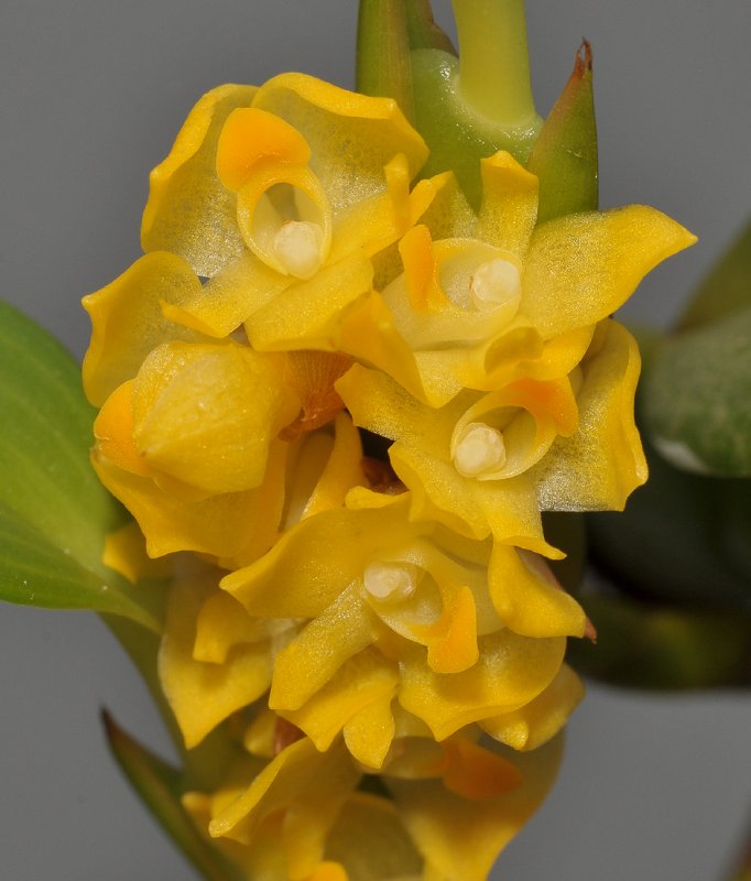 Camaridium anceps. Close-up.