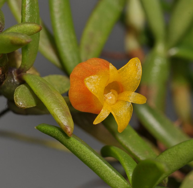 Mediocalcar decoratum. Close-up.