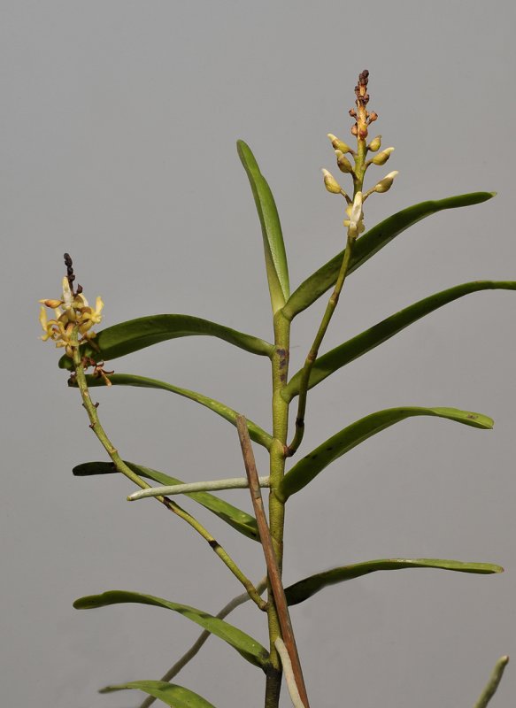 Micropera sp.
