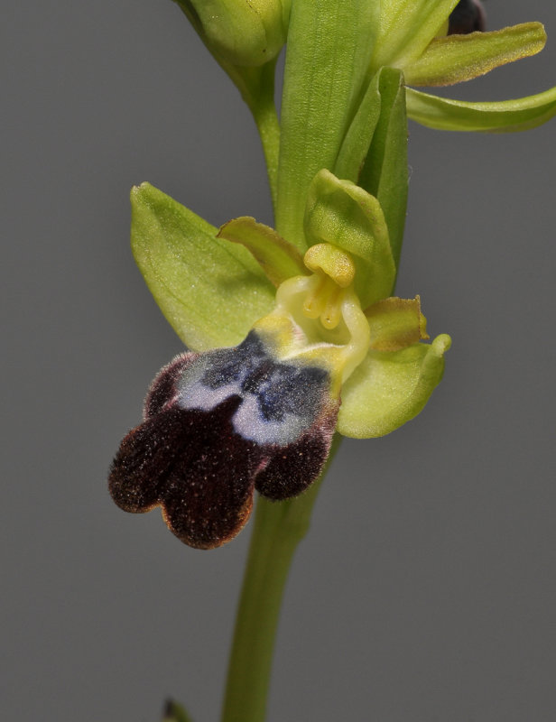 Ophrys fusca subsp. fusca. (O. mesaritica). Close-up.