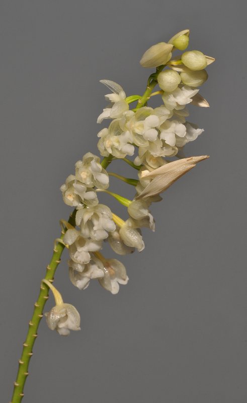 Pholidota ventricosa.