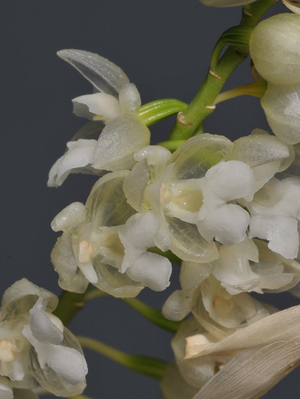 Pholidota ventricosa. Close-up.
