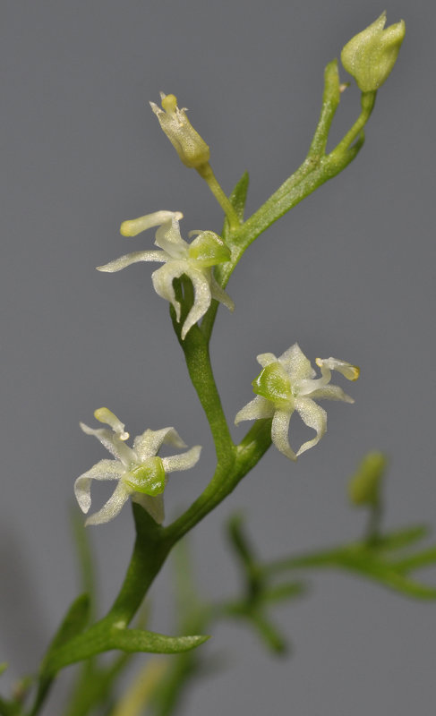 Phymatidium sp. Closer.