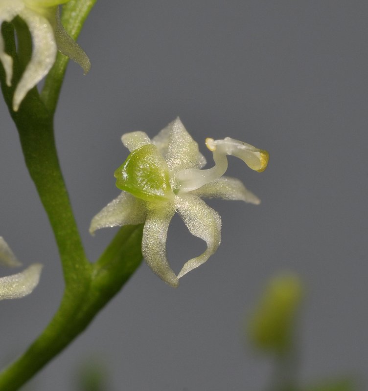 Phymatidium sp. Close-up.