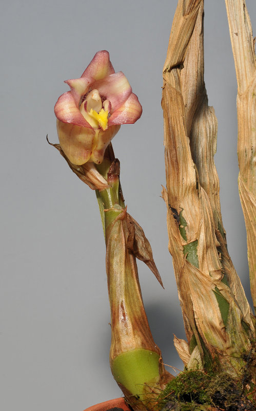 Acanthephippium javanicum.