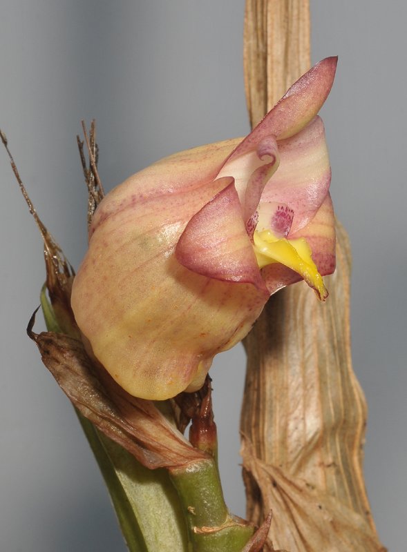 Acanthephippium javanicum. Close-up side.